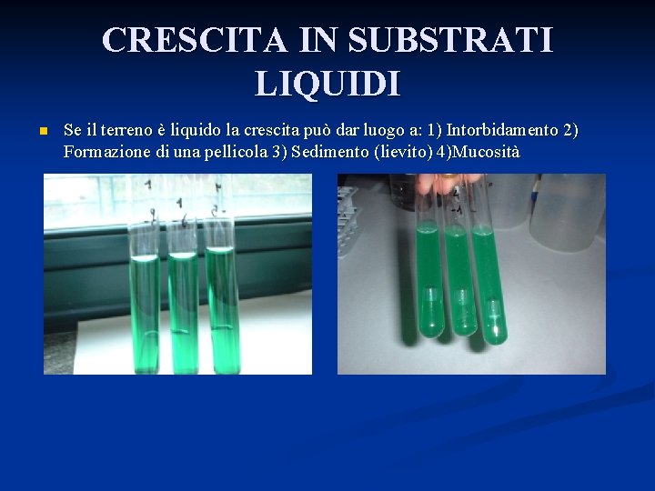 CRESCITA IN SUBSTRATI LIQUIDI n Se il terreno è liquido la crescita può dar