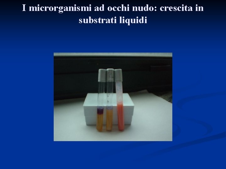 I microrganismi ad occhi nudo: crescita in substrati liquidi 