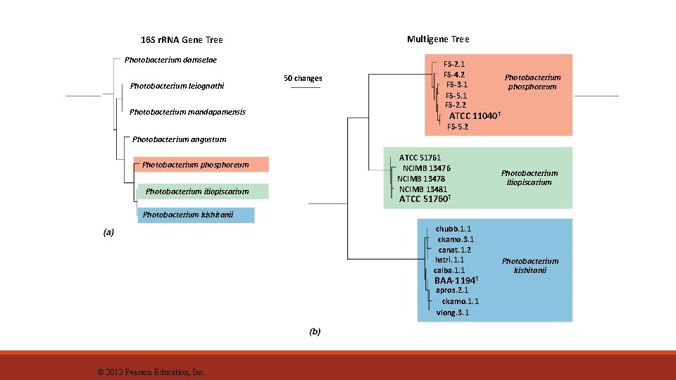 Multigene Tree 16 S r. RNA Gene Tree Photobacterium damselae Photobacterium leiognathi Photobacterium mandapamensis