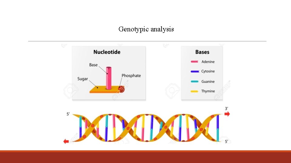 Genotypic analysis 