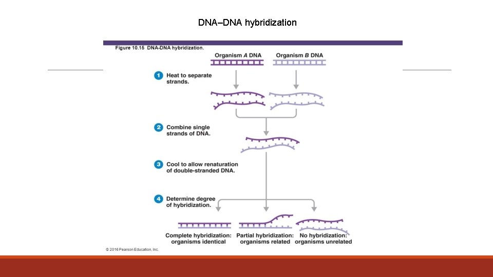 DNA–DNA hybridization 