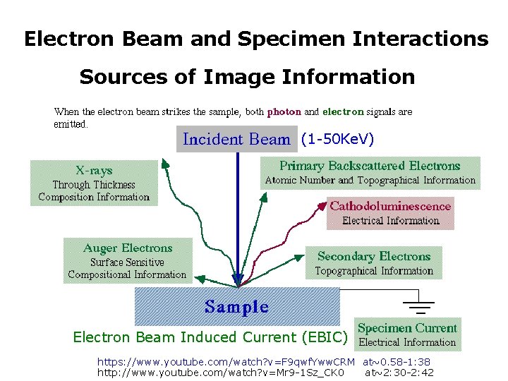Electron Beam and Specimen Interactions Sources of Image Information Electron/Specimen Interactions (1 -50 Ke.