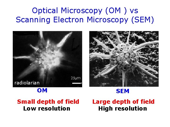 Optical Microscopy (OM ) vs Scanning Electron Microscopy (SEM) radiolarian 25 m OM Small