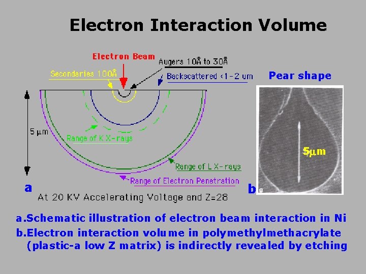 Electron Interaction Volume Pear shape 5 m a b a. Schematic illustration of electron