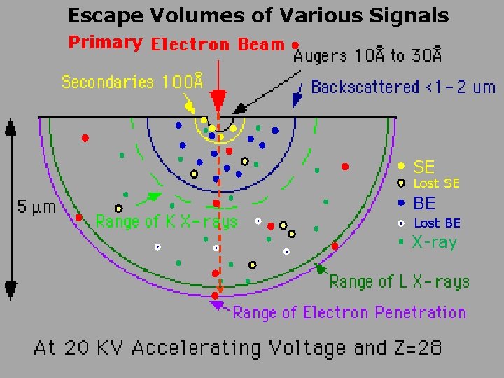 Escape Volumes of Various Signals Primary SE Lost SE BE Lost BE X-ray 