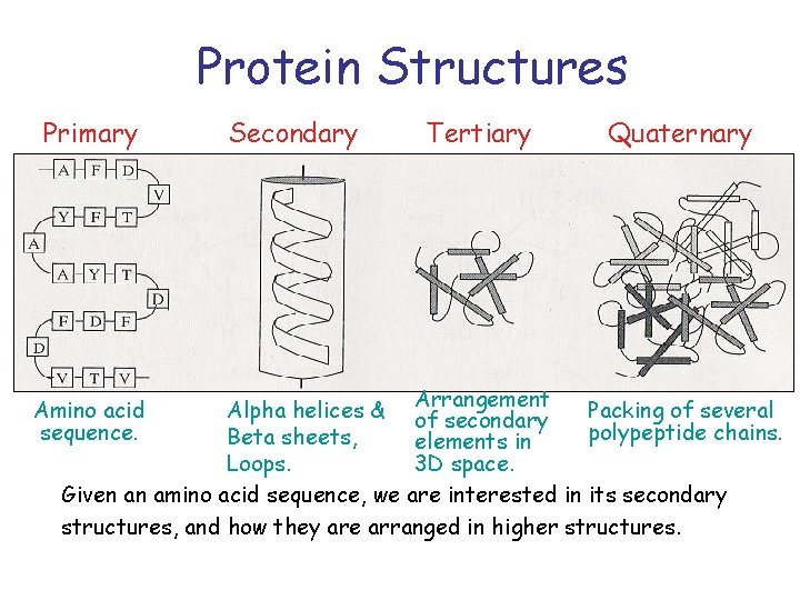 Protein Structures Primary Secondary Tertiary Quaternary Arrangement Alpha helices & of secondary Packing of