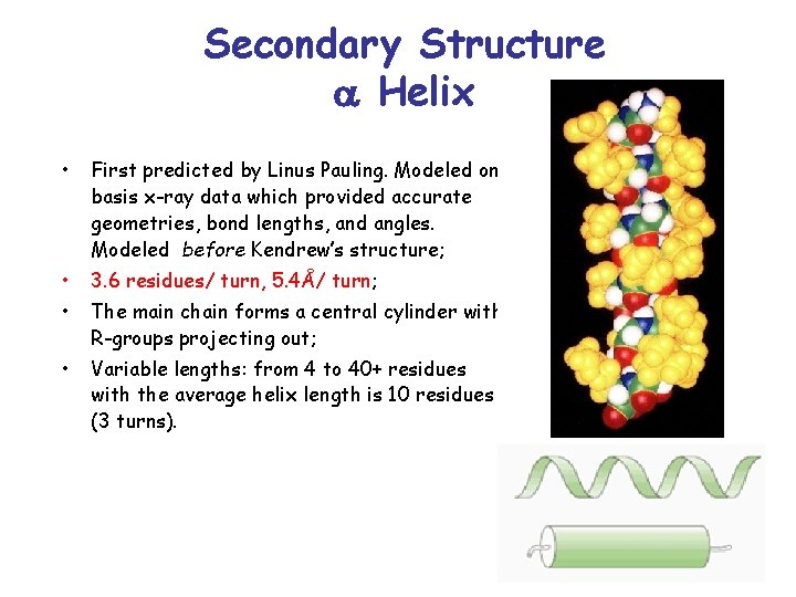 Secondary Structure Helix • First predicted by Linus Pauling. Modeled on basis x-ray data