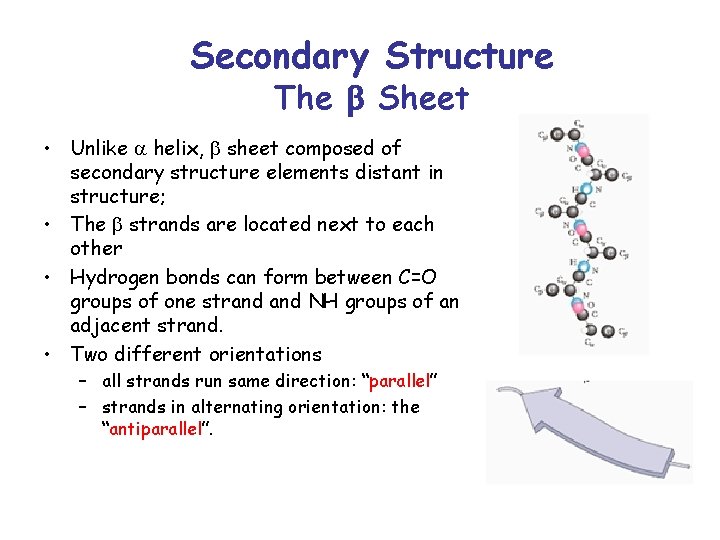 Secondary Structure The b Sheet • Unlike a helix, b sheet composed of secondary
