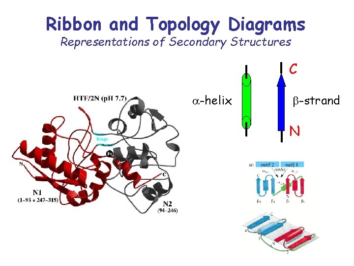 Ribbon and Topology Diagrams Representations of Secondary Structures C a-helix b-strand N 