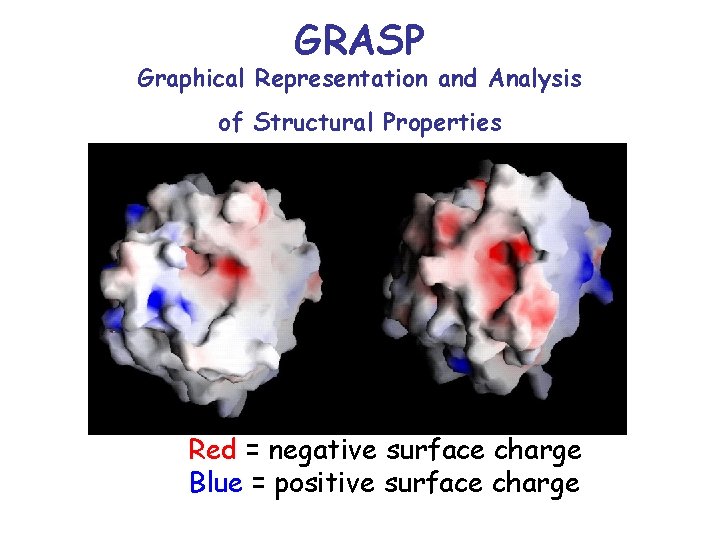 GRASP Graphical Representation and Analysis of Structural Properties Red = negative surface charge Blue