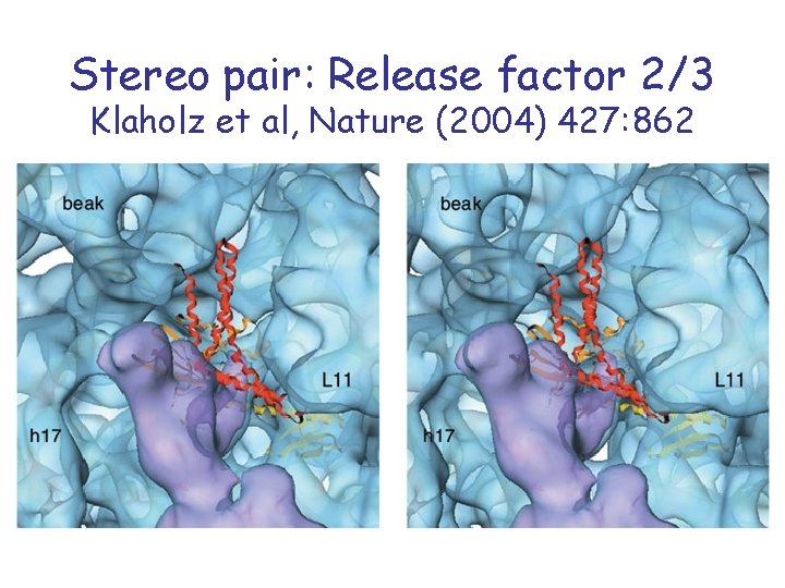 Stereo pair: Release factor 2/3 Klaholz et al, Nature (2004) 427: 862 