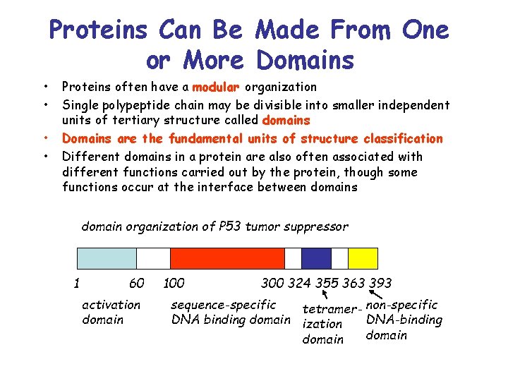 Proteins Can Be Made From One or More Domains • • Proteins often have