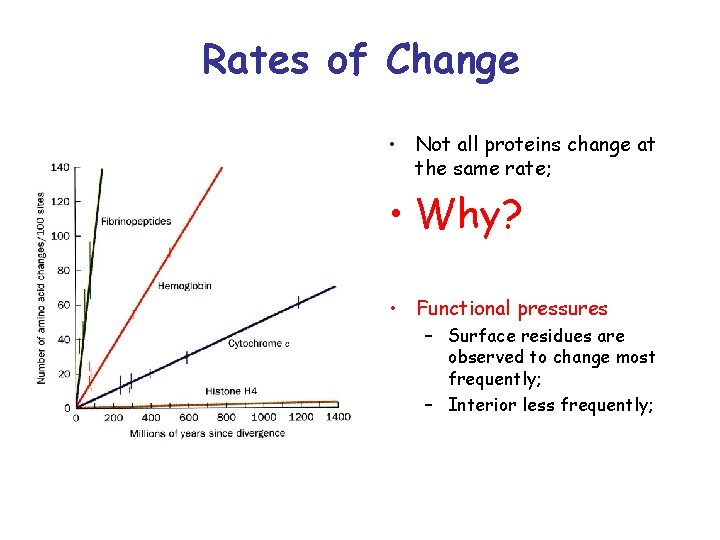Rates of Change • Not all proteins change at the same rate; • Why?