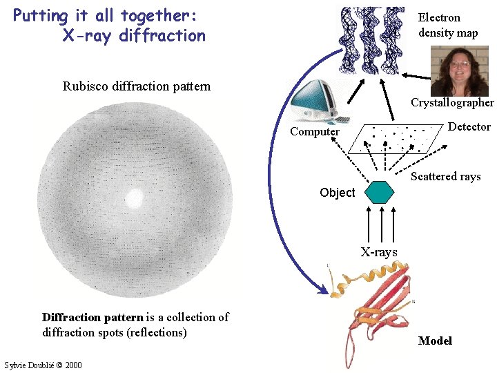 Putting it all together: X-ray diffraction Electron density map Rubisco diffraction pattern Crystallographer Detector