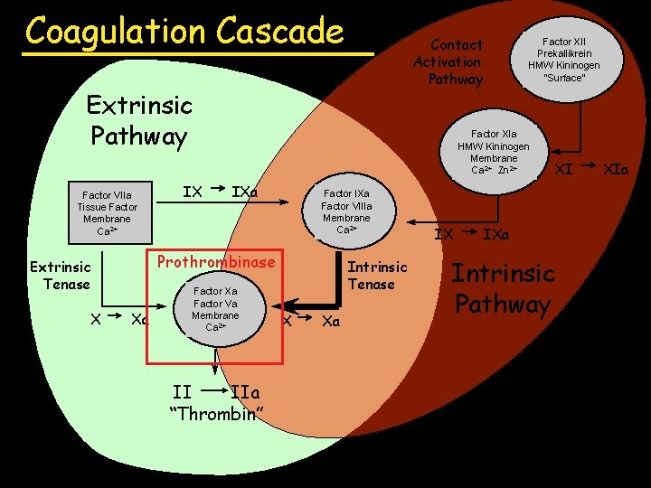 Coagulation Cascade Contact Activation Pathway Extrinsic Pathway Factor VIIa Tissue Factor Membrane Ca 2+