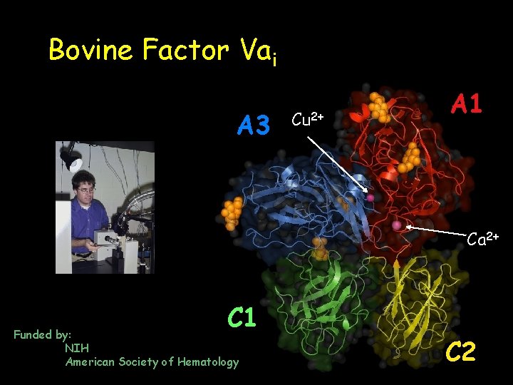 Bovine Factor Vai A 3 Cu 2+ A 1 Ca 2+ C 1 Funded