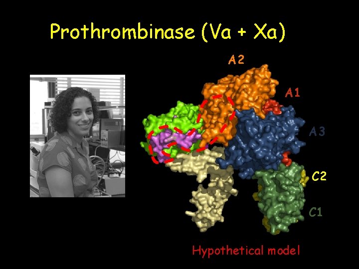 Prothrombinase (Va + Xa) A 2 A 1 A 3 C 2 C 1