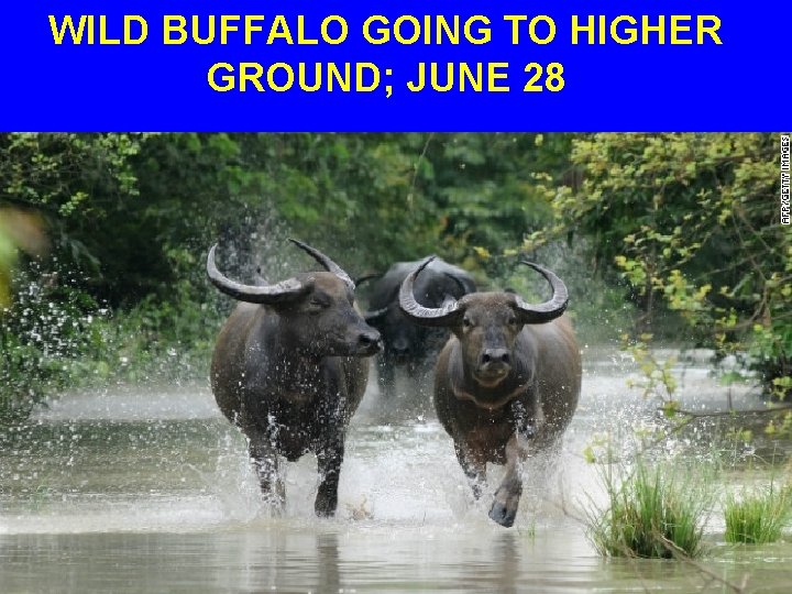 WILD BUFFALO GOING TO HIGHER GROUND; JUNE 28 