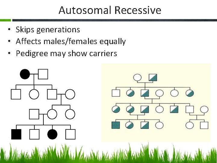 Autosomal Recessive • Skips generations • Affects males/females equally • Pedigree may show carriers