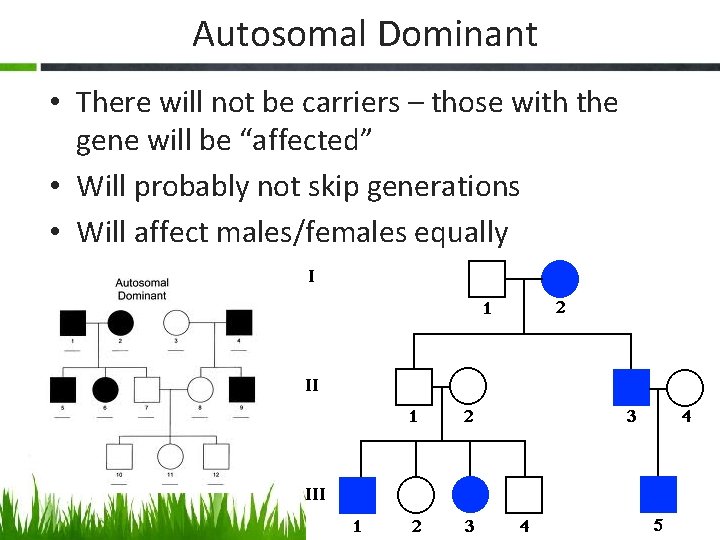 Autosomal Dominant • There will not be carriers – those with the gene will