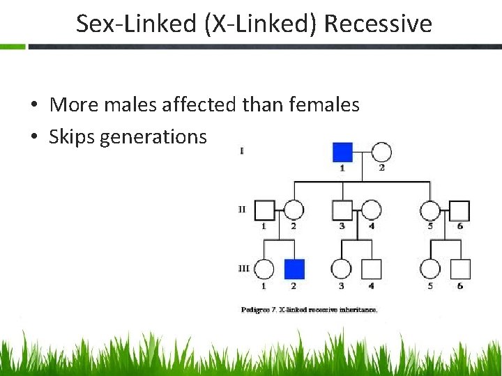 Sex-Linked (X-Linked) Recessive • More males affected than females • Skips generations 