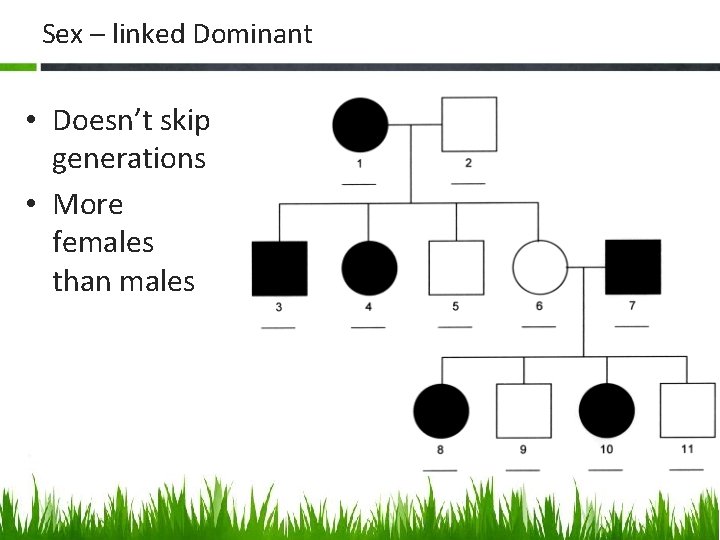 Sex – linked Dominant • Doesn’t skip generations • More females than males 