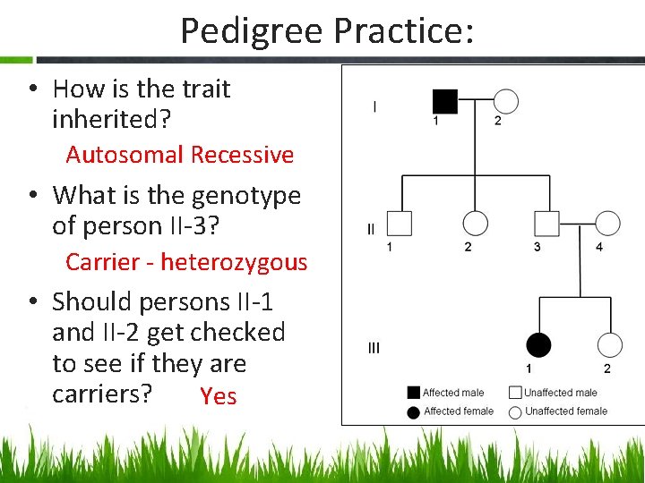 Pedigree Practice: • How is the trait inherited? Autosomal Recessive • What is the