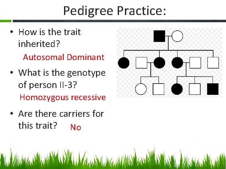 Pedigree Practice: • How is the trait inherited? Autosomal Dominant • What is the