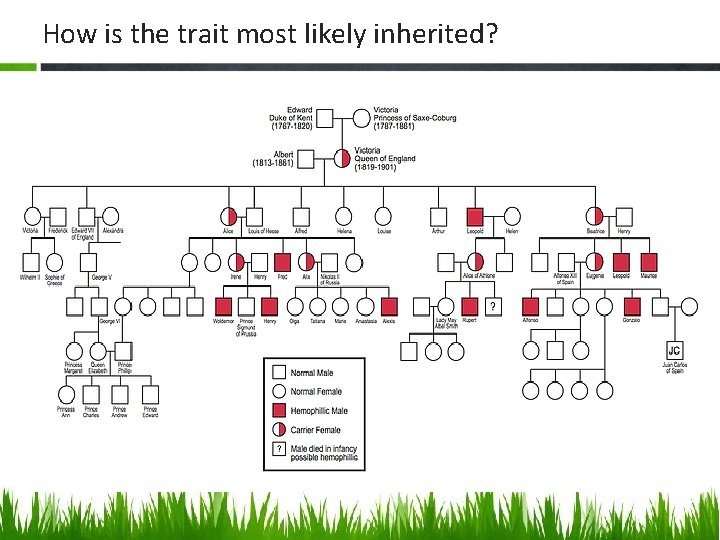 How is the trait most likely inherited? 