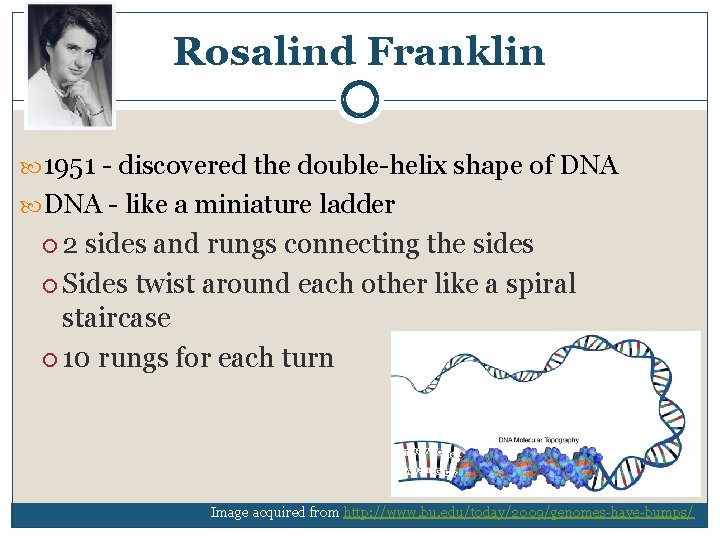 Rosalind Franklin 1951 discovered the double helix shape of DNA like a miniature ladder