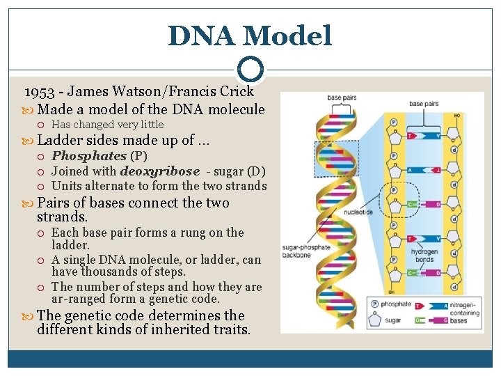 DNA Model 1953 James Watson/Francis Crick Made a model of the DNA molecule Has