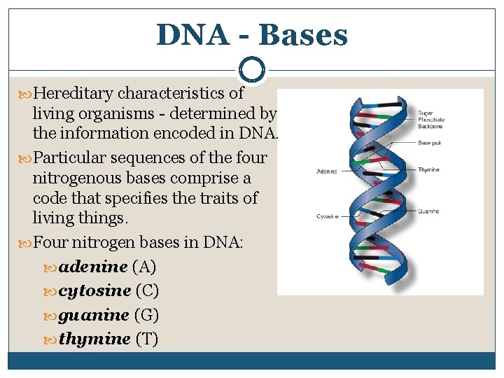 DNA - Bases Hereditary characteristics of living organisms determined by the information encoded in