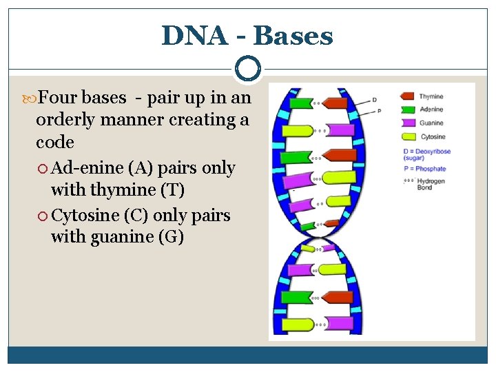 DNA - Bases Four bases pair up in an orderly manner creating a code