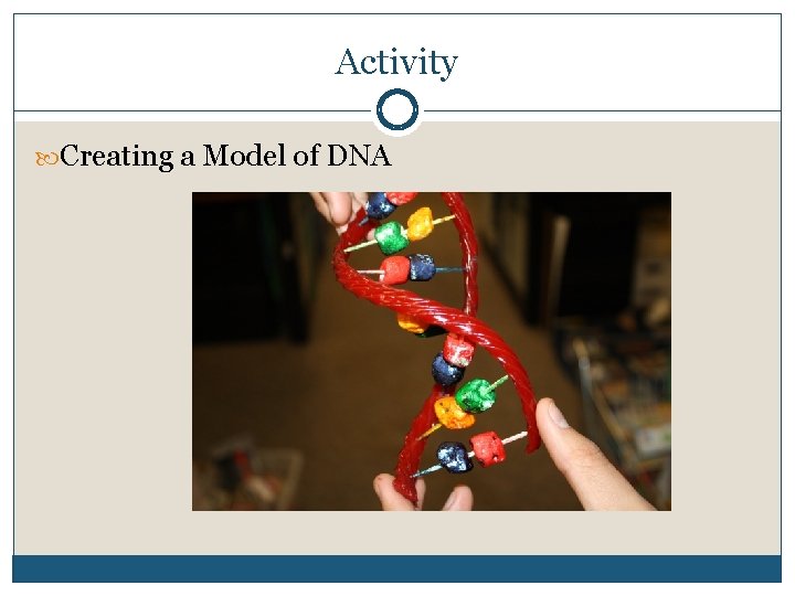 Activity Creating a Model of DNA 