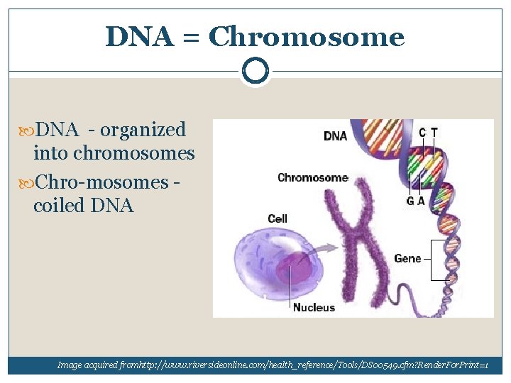 DNA = Chromosome DNA organized into chromosomes Chro mosomes coiled DNA Image acquired fromhttp: