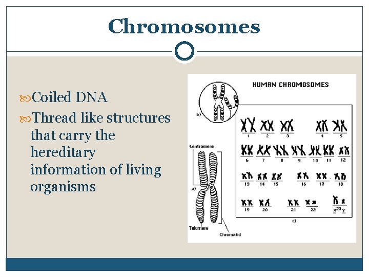 Chromosomes Coiled DNA Thread like structures that carry the hereditary information of living organisms