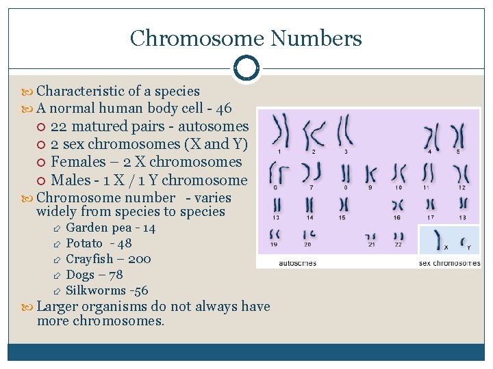 Chromosome Numbers Characteristic of a species A normal human body cell 46 22 matured