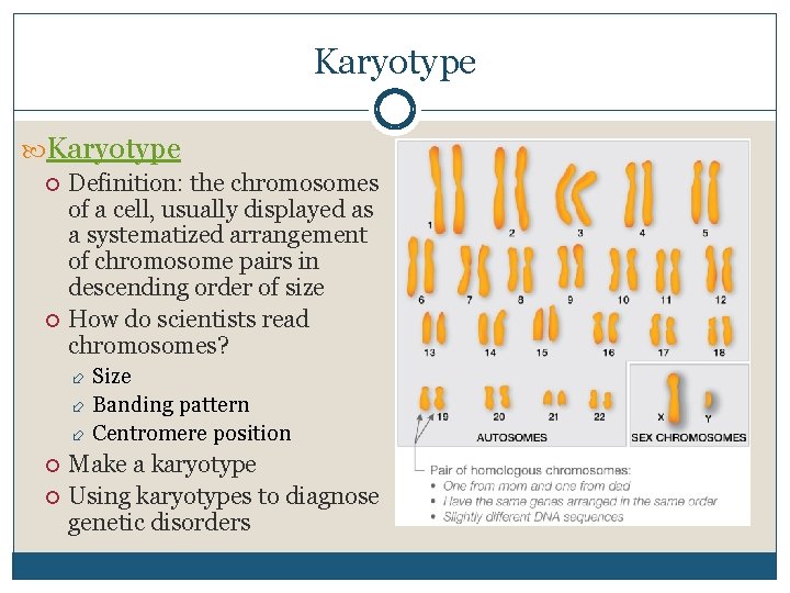 Karyotype Definition: the chromosomes of a cell, usually displayed as a systematized arrangement of