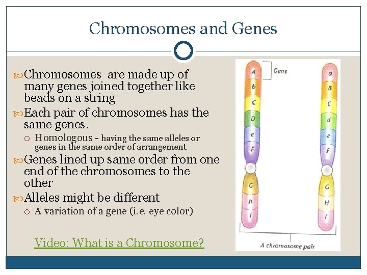 Chromosomes and Genes Chromosomes are made up of many genes joined together like beads