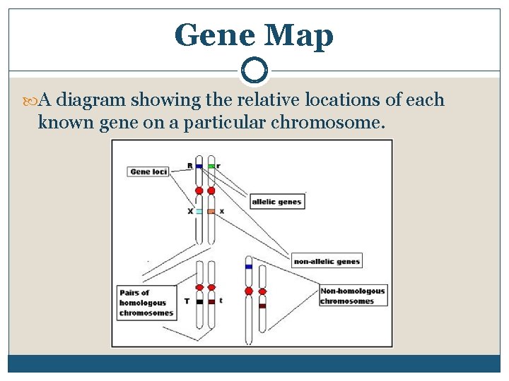 Gene Map A diagram showing the relative locations of each known gene on a