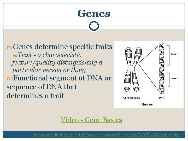 Genes determine specific traits Trait - a characteristic feature/quality distinguishing a particular person or