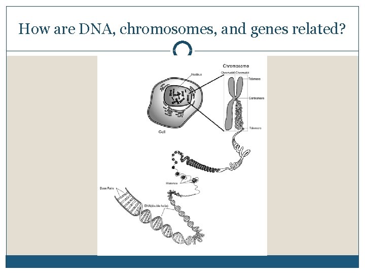 How are DNA, chromosomes, and genes related? 