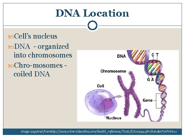 DNA Location Cell’s nucleus DNA organized into chromosomes Chro mosomes coiled DNA Image acquired