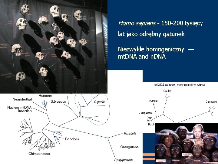 Homo sapiens - 150 -200 tysięcy lat jako odrębny gatunek Niezwykle homogeniczny — mt.