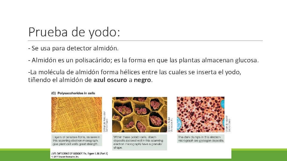 Prueba de yodo: - Se usa para detector almidón. - Almidón es un polisacárido;