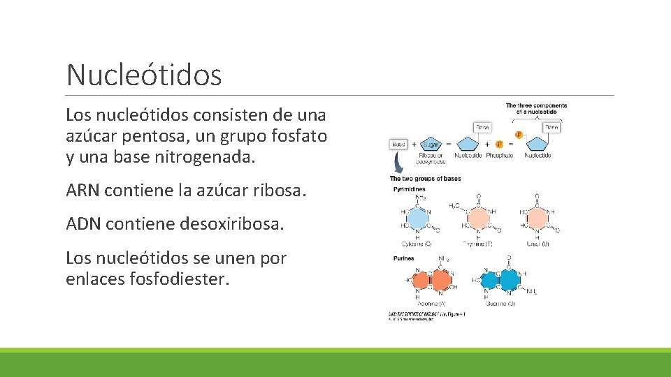 Nucleótidos Los nucleótidos consisten de una azúcar pentosa, un grupo fosfato y una base