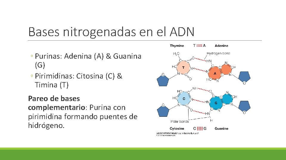 Bases nitrogenadas en el ADN ◦ Purinas: Adenina (A) & Guanina (G) ◦ Pirimidinas:
