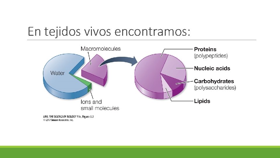 En tejidos vivos encontramos: 