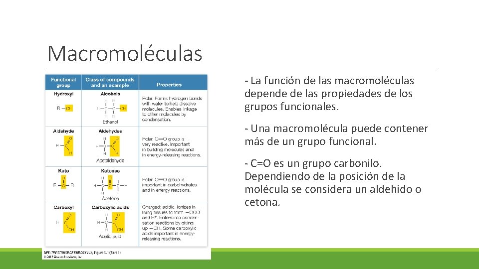 Macromoléculas - La función de las macromoléculas depende de las propiedades de los grupos