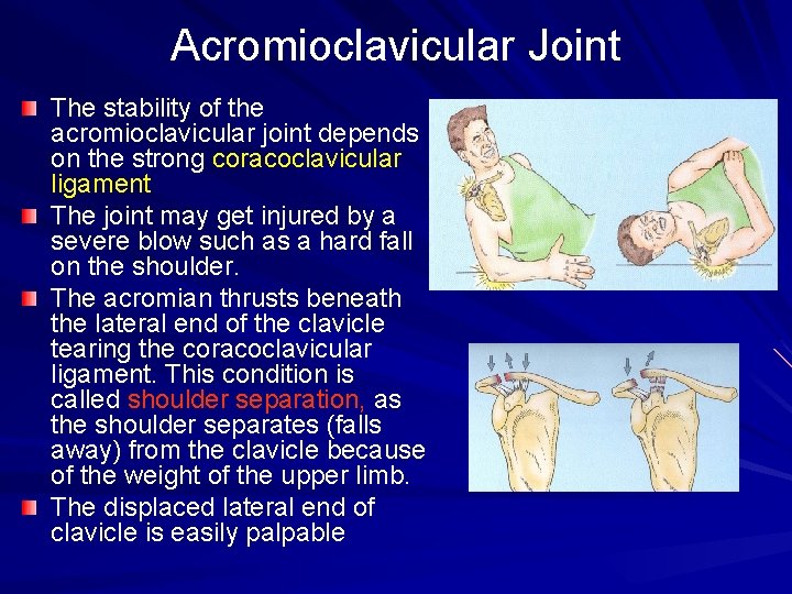 Acromioclavicular Joint The stability of the acromioclavicular joint depends on the strong coracoclavicular ligament